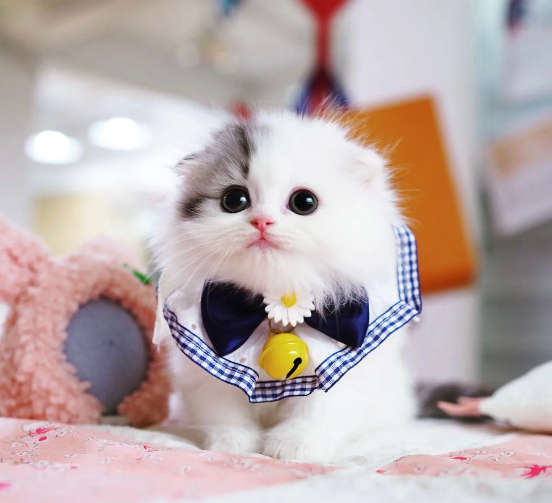 scottish fold munchkin cat for sale