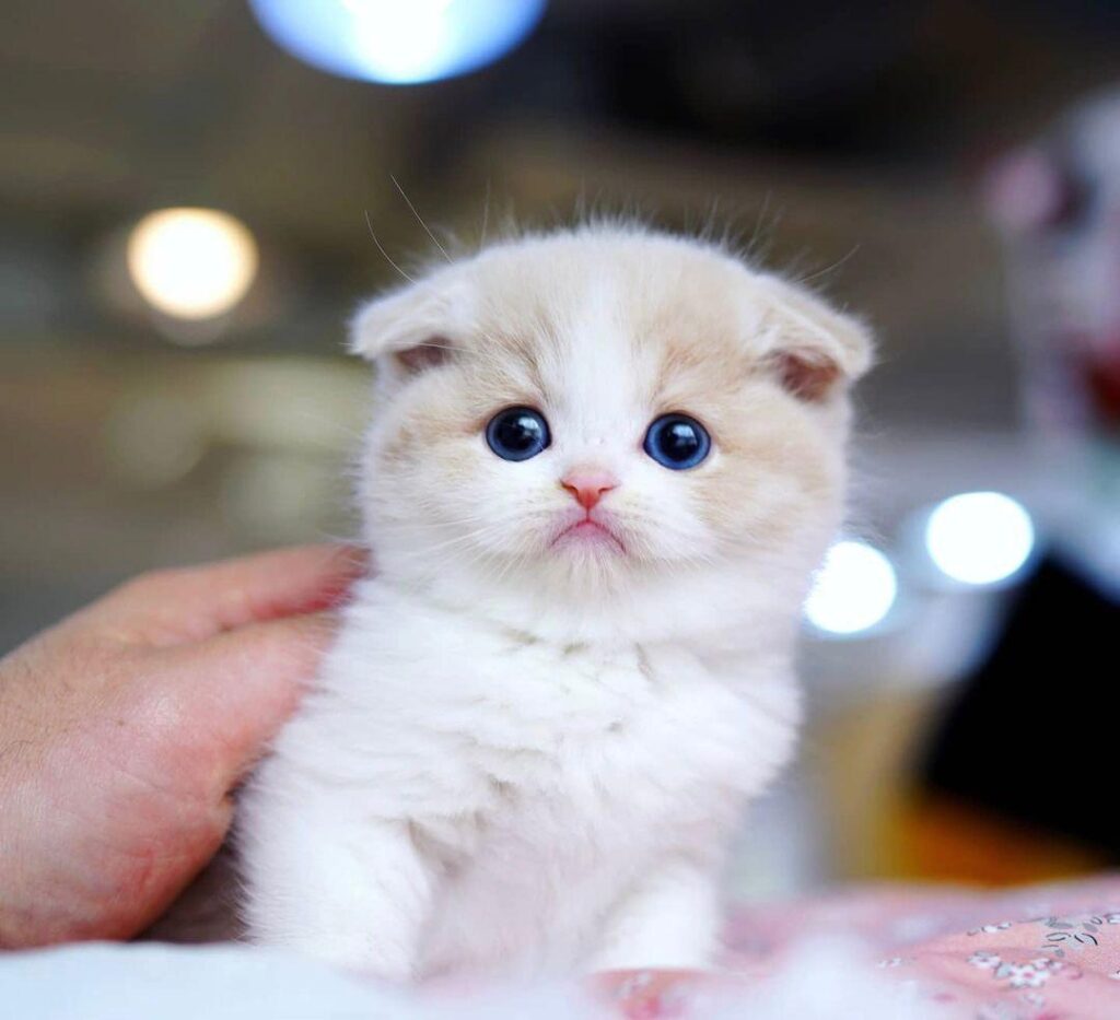 scottish fold munchkin cat for sale