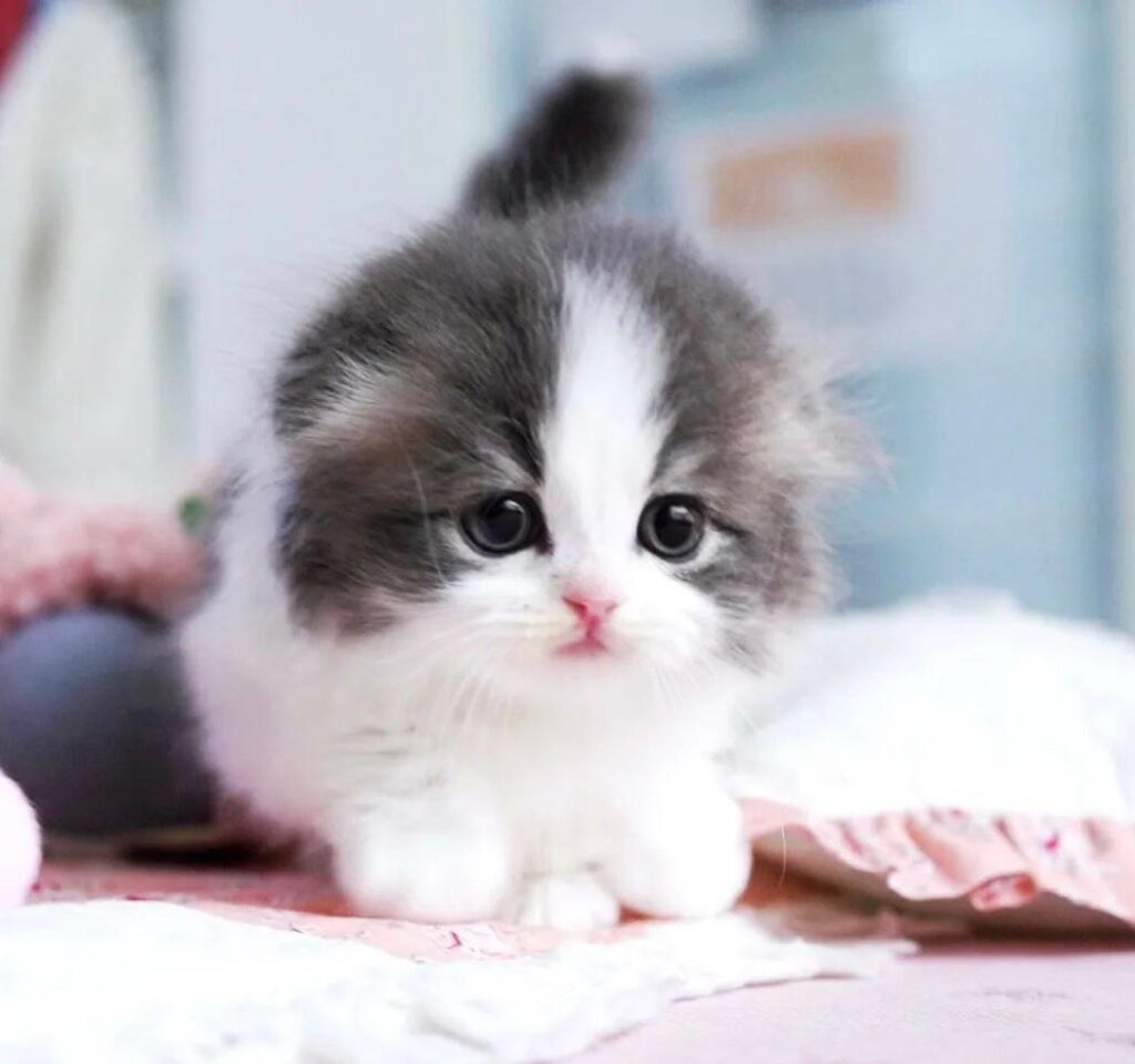 scottish fold munchkin cat for sale