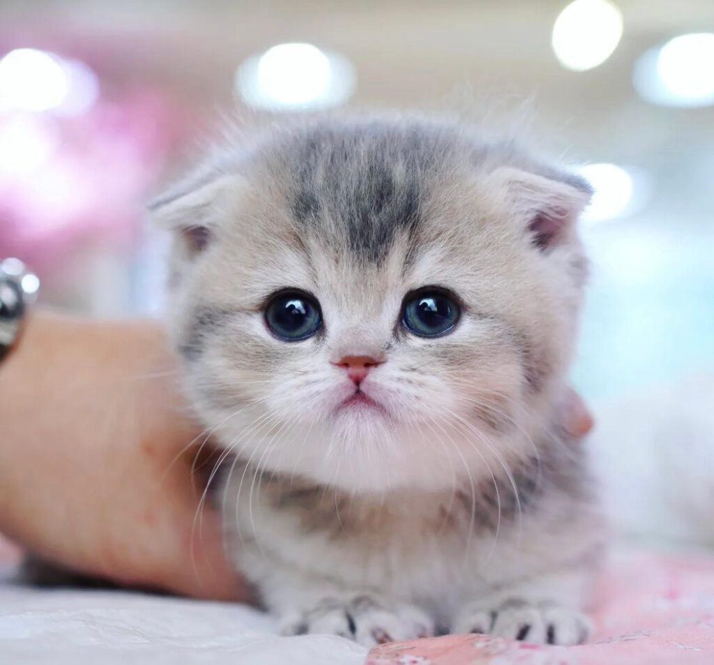 scottish fold munchkin cat for sale