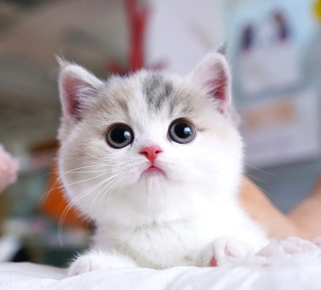 munchkin cat for sale