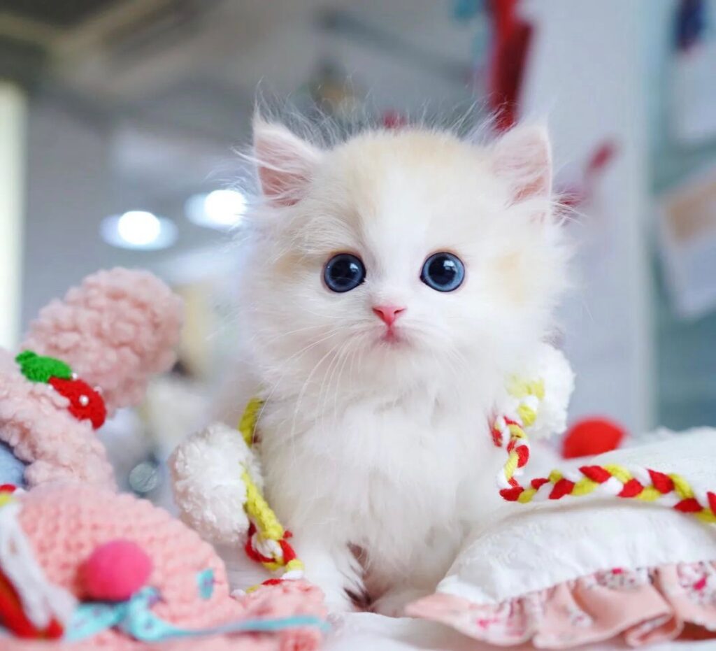 munchkin cat for sale